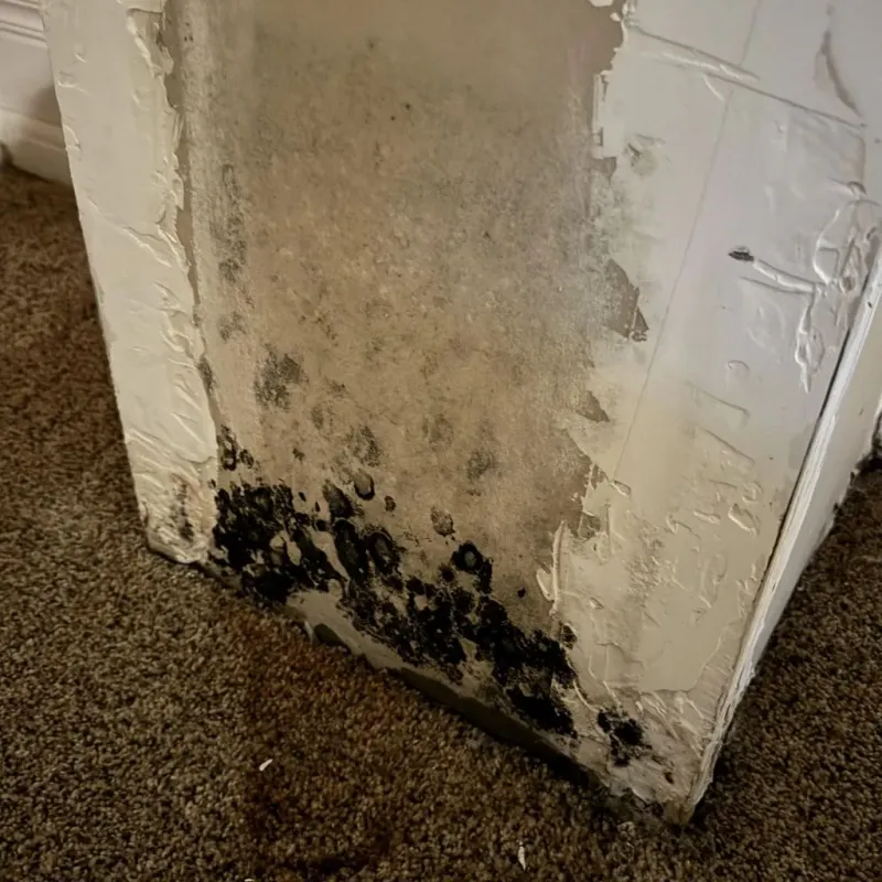 Professional Mold Removal in Clark County, KS